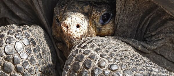 Em meados de fevereiro, em uma das ilhas de Galápagos, foi descoberta a tartaruga Chelonoidis phantasticus, considerada por mais de um século extinta - Sputnik Brasil
