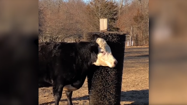 Sua vez!: vacas dividem aparelho de coçar as costas - Sputnik Brasil