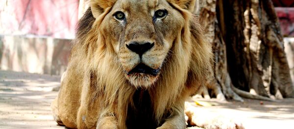 Leão africano no Jardim Zoológico Kamala Nehru, em Ahmedabad, na Índia, 17 de abril de 2007 (imagem referencial) - Sputnik Brasil