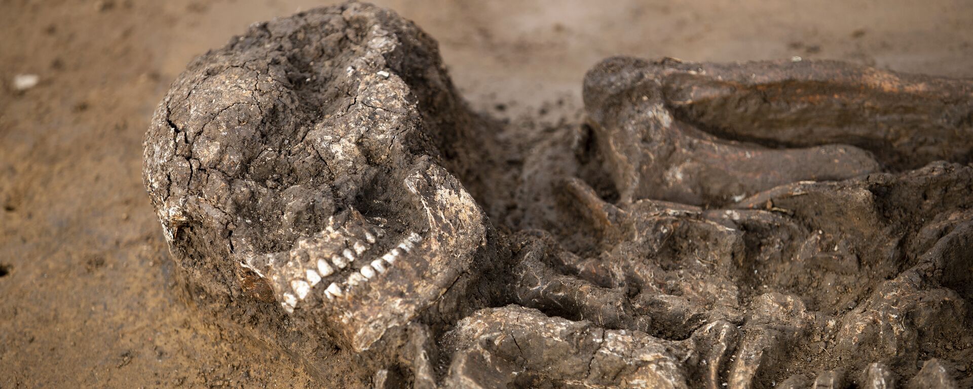 Esqueleto de 6,5 mil anos em uma cova em Kitzingen na Alemanha, 5 de março de 2019 Esqueleto de 6,5 mil anos em uma cova em Kitzingen na Alemanha, 5 de março de 2019 - Sputnik Brasil, 1920, 24.05.2026