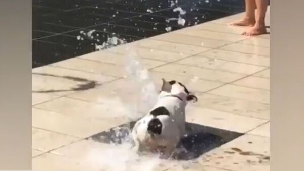 Cachorro se diverte com fonte de água no parque - Sputnik Brasil