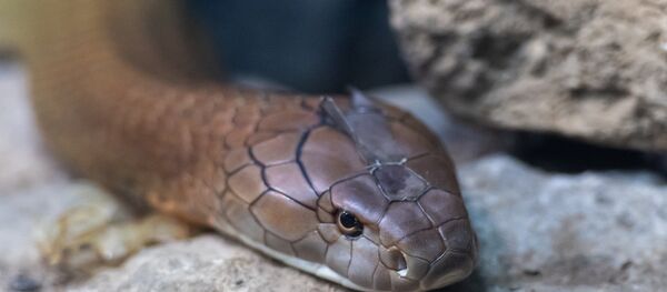 Cobra-real da Índia (imagem referencial) Cobra-real da Índia (imagem referencial) - Sputnik Brasil