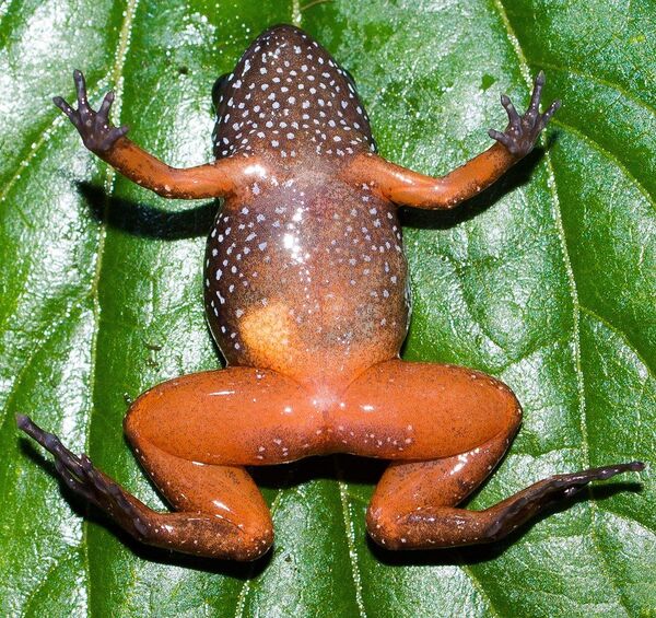 Nova espécie de rã (Astrobatrachus kurichiyana) encontrada na Índia - Sputnik Brasil