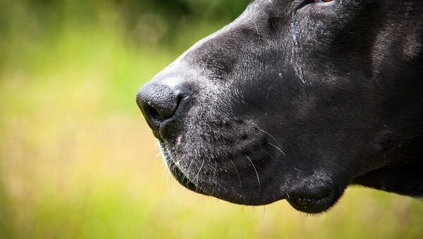 Um cão pitbull (imagem referencial) - Sputnik Brasil
