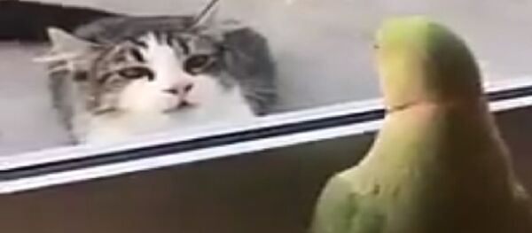 Gato e papagaio brincam de pique-esconde - Sputnik Brasil