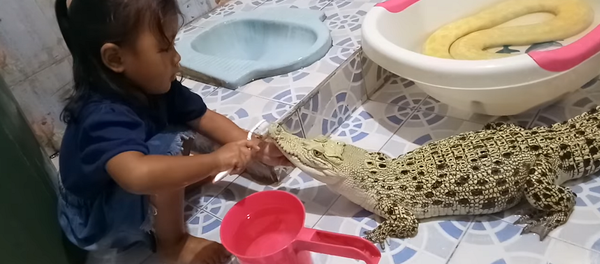 Garotinha escova dentes de crocodilo enquanto cobra espera sua vez - Sputnik Brasil
