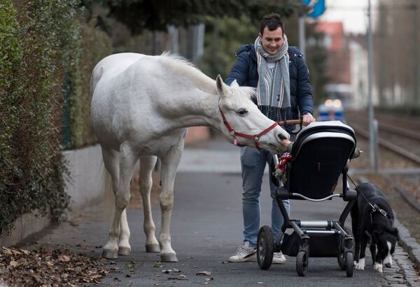 Cavalo Jenny examina com interesse uma criança no carrinho de bebé em Frankfurt, Alemanha - Sputnik Brasil