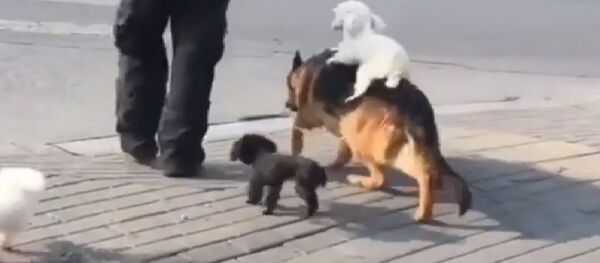 Amizade canina no trânsito - Sputnik Brasil