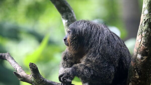 Parauacu, espécie de primata (imagem referencial) - Sputnik Brasil