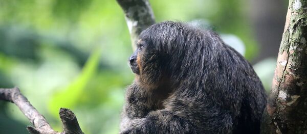 Parauacu, espécie de primata (imagem referencial) - Sputnik Brasil