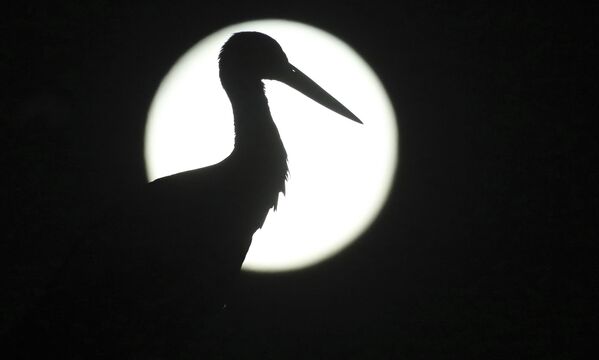 Silhueta de cegonha fotografada com a Lua cheia no segundo plano na Alemanha - Sputnik Brasil