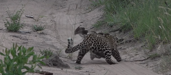 Mangusto se descuida e por pouco não cai nas garras de jovem leopardo - Sputnik Brasil