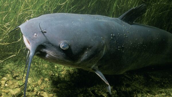 Peixe-gato, conhecido também como peixe de Satanás (foto de arquivo) - Sputnik Brasil