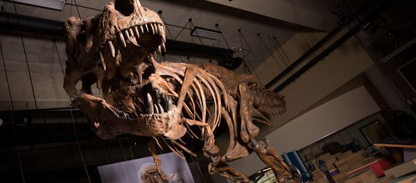 Tiranossauro Scotty encontrado em 1991 no Canadá - Sputnik Brasil