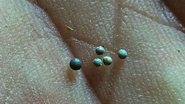 Esferas de vidro, ou tectitos, recuperadas do depósito fóssil de Tanis, na Dakota do Norte (EUA) - Sputnik Brasil