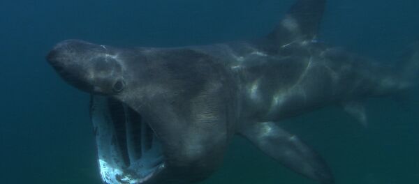Tubarão-frade - Sputnik Brasil