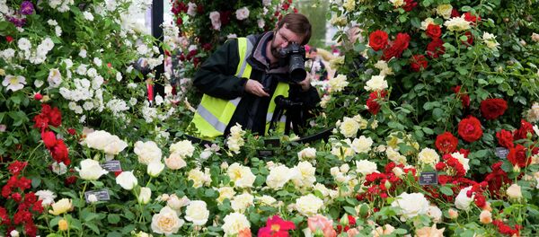 A photographer takes pictures of a display of roses at the 2015 Chelsea Flower Show in London. - Sputnik Brasil