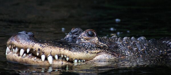 Jacaré (imagem referencial) - Sputnik Brasil
