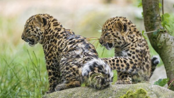 Filhotes de leopardo (imagem referencial) - Sputnik Brasil