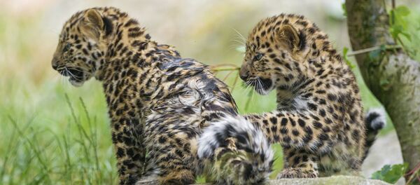 Filhotes de leopardo (imagem referencial) - Sputnik Brasil