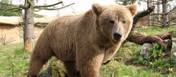 Urso (imagem referencial) - Sputnik Brasil