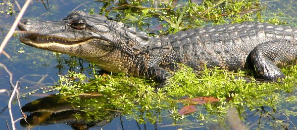 Jacaré em lago - Sputnik Brasil