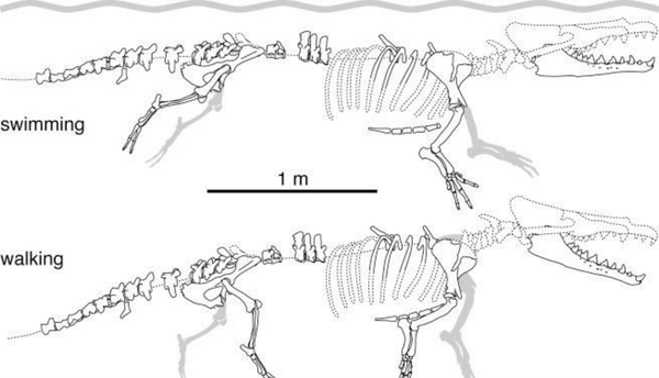 Esquema de esqueleto de Peregocetus pacificus - Sputnik Brasil