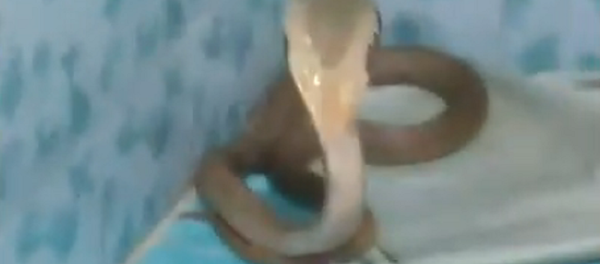 Cobra-real na Tailândia - Sputnik Brasil