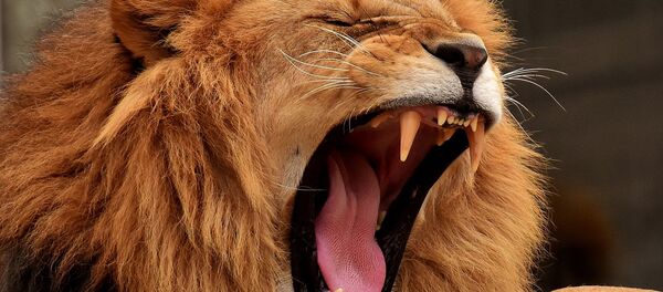 Leão (imagem de arquivo) - Sputnik Brasil