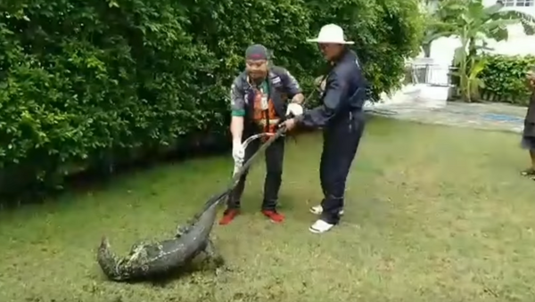 Lagarto varano-malaio capturado na Tailândia - Sputnik Brasil