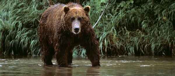 Urso no Extremo Oriente russo - Sputnik Brasil