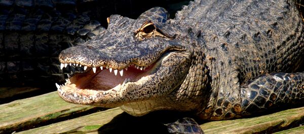 Jacaré na Flórida - Sputnik Brasil