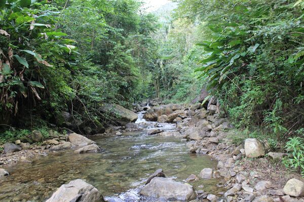 Nem Amazônia nem Pantanal: por que a Mata Atlântica é o bioma mais ameaçado pela extinção?  - Sputnik Brasil