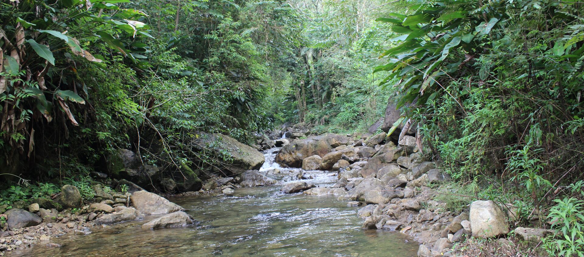 Rio em trecho da Mata Atlântica fotografado em Santa Catarina - Sputnik Brasil, 1920, 28.09.2021