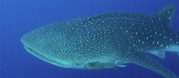 Tubarão-baleia (Rhincodon typus) - Sputnik Brasil
