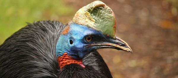 Casuar (foto de arquivo) - Sputnik Brasil