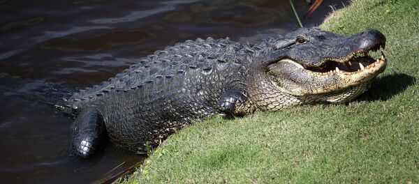 Jacaré no lago (imagem de arquivo) - Sputnik Brasil