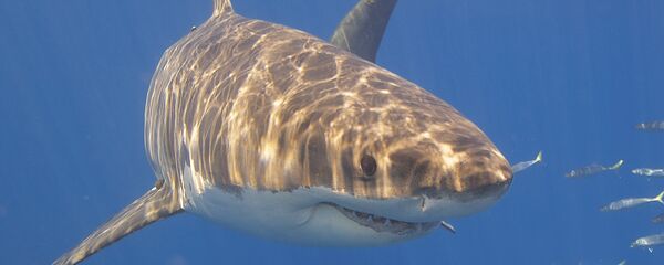 Tubarão-branco (imagem referencial) Tubarão-branco (imagem referencial) - Sputnik Brasil