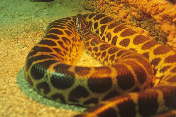 Anaconda paraguaia (imagem referencial) - Sputnik Brasil