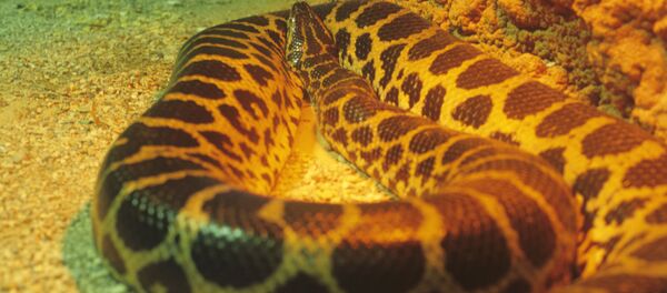 Anaconda paraguaia (imagem referencial) - Sputnik Brasil