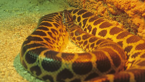 Anaconda paraguaia (imagem referencial) - Sputnik Brasil