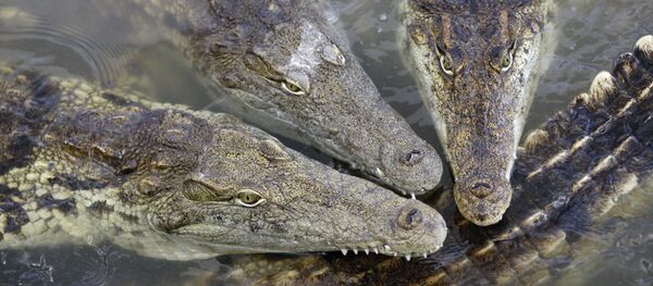 Crocodilo-do-Nilo (Crocodylus niloticus) na aldeia de Velky Karlov, no sudeste da República Checa, 25 de maio de 2011 - Sputnik Brasil