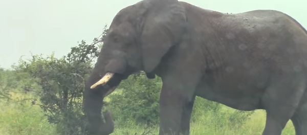 Elefante em fúria ataca veículo subitamente - Sputnik Brasil