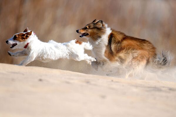 Cachorros correm durante sessão de treino de cães em Kazan, Rússia - Sputnik Brasil