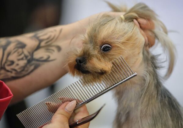 Cachorro sendo penteado durante exposição Pet Expo 2019, em Bucareste, Romênia - Sputnik Brasil