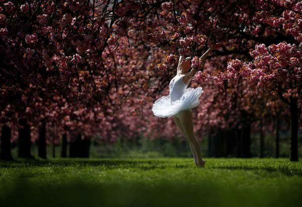 Bailarina posando para fotografia sob cerejeiras em flor perto de Paris, França - Sputnik Brasil