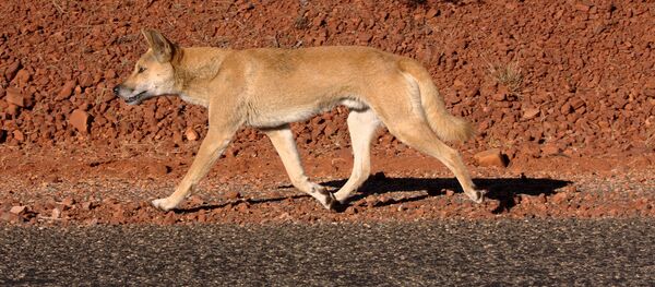 Um dingo (imagen referencial) - Sputnik Brasil