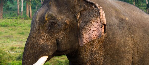 O elefante-asiático (imagem referencial) - Sputnik Brasil