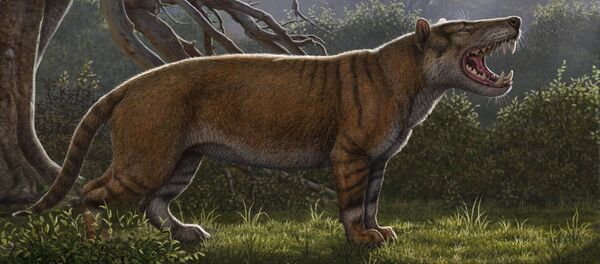 Imagem artística do antigo predador Simbakubwa kutokaafrika, o gigantesco mamífero carnívoro que viveu há 22 milhões de anos na África - Sputnik Brasil