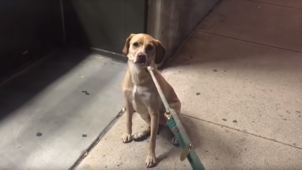 Cachorra faz pirraça em frente a pet shop em Nova York - Sputnik Brasil